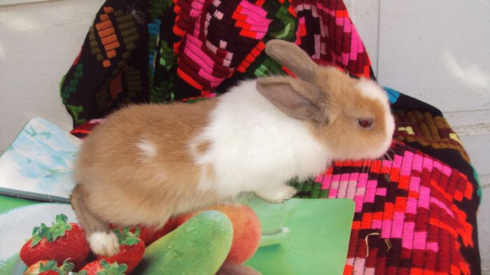 Femeluta cap de leu -De vanzare