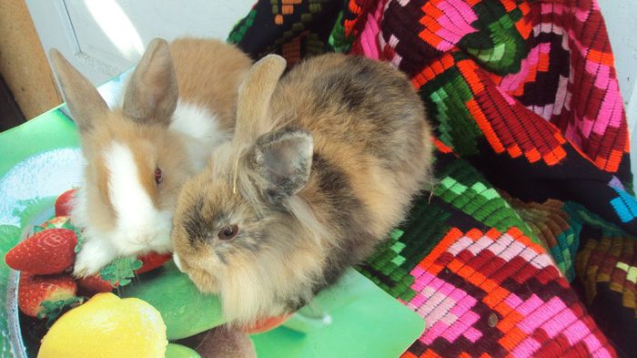 Femelute cap de leu -de vanzare; 3 luni
