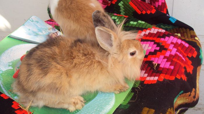 Femelute cap de leu -de vanzare