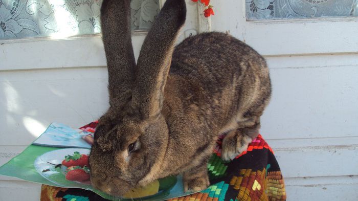 Femela Urias Gri German 9 luni Gestanta