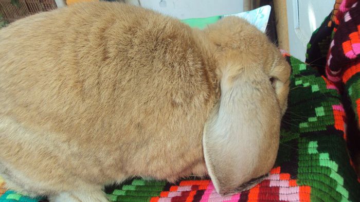 DSMascul Galben 11 luni -preferatul meu C04264