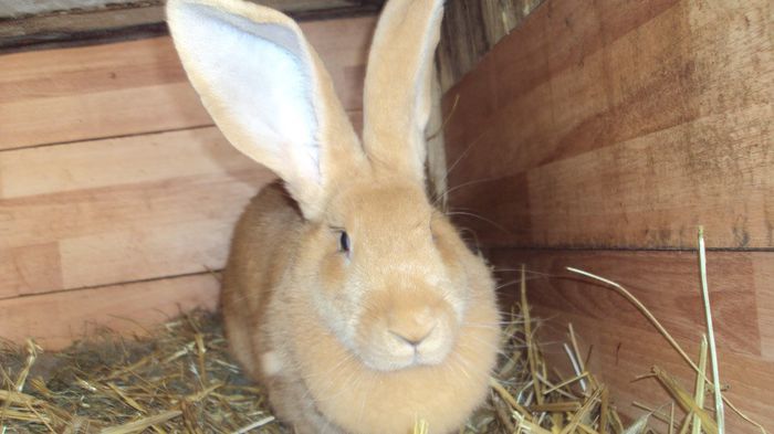 Femela Urias German Galben; Femela are varsta de 10 luni ,provine de la domnul Herman,are momentan 6 puisori de 5 zile
