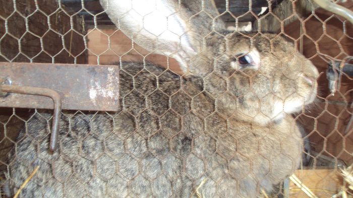 Femela Urias gri German  Z299-De vanzare peste 3 saptamani; Are momentan 2 pui de 5 saptamani care nu sunt de vanzare
