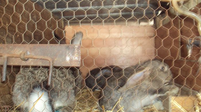 Femela Urias gri German  Z299-De vanzare peste 3 saptamani