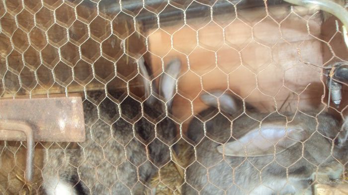 Femela Urias gri German  Z299-De vanzare peste 3 saptamani