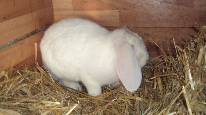 Femela Berbec German alb; Varsta 1 an ,momentan gestanta ,7,1 kg
