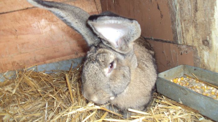 Femeluta 5 luni Urias Gri German; pt 2014
