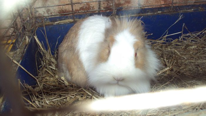 Femela CAP DE LEU; Varsta acestei femele este de 5 ani si 5 luni ,este unul din primi mei iepuri !am uitat sa specific trebuie sa fete peste 1 saptamana!!!
