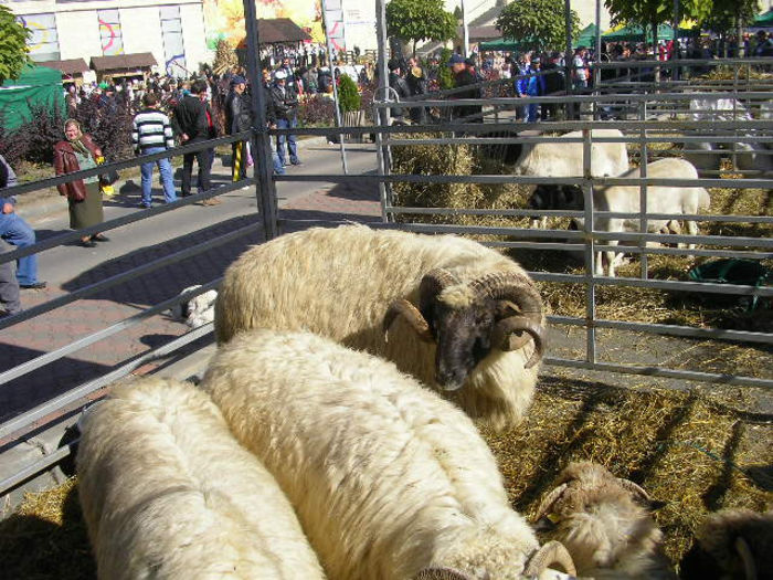 SANY1083 - Expozitie 6-10-13 mall suceava