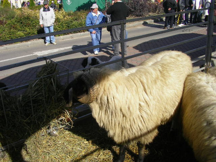 SANY1084 - Expozitie 6-10-13 mall suceava