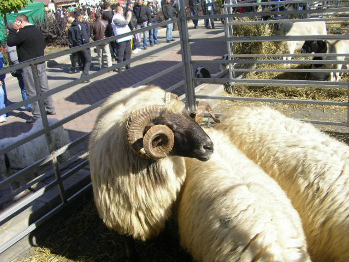 SANY1085 - Expozitie 6-10-13 mall suceava