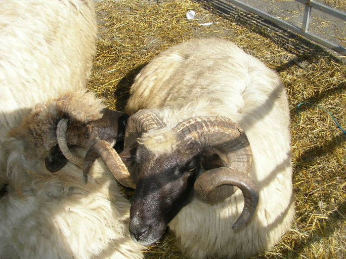 SANY1086 - Expozitie 6-10-13 mall suceava