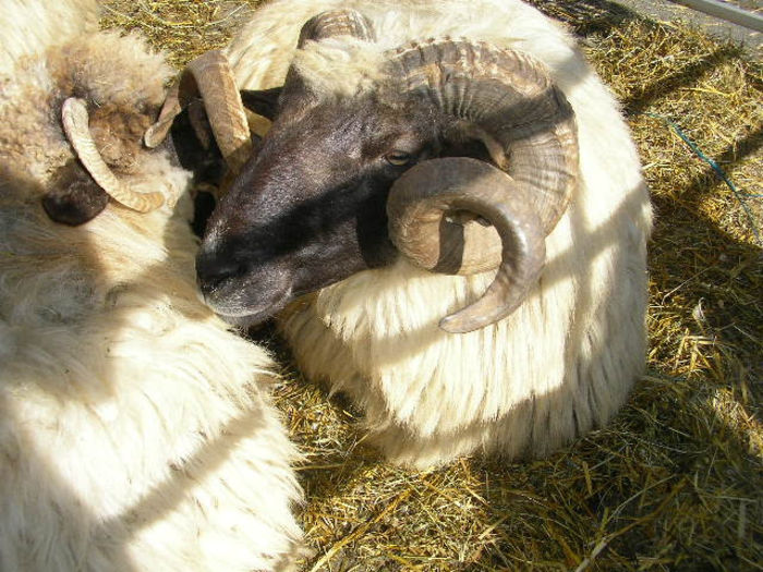 SANY1087 - Expozitie 6-10-13 mall suceava