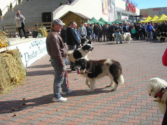 SANY1099 - Expozitie 6-10-13 mall suceava
