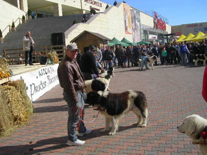 SANY1100 - Expozitie 6-10-13 mall suceava