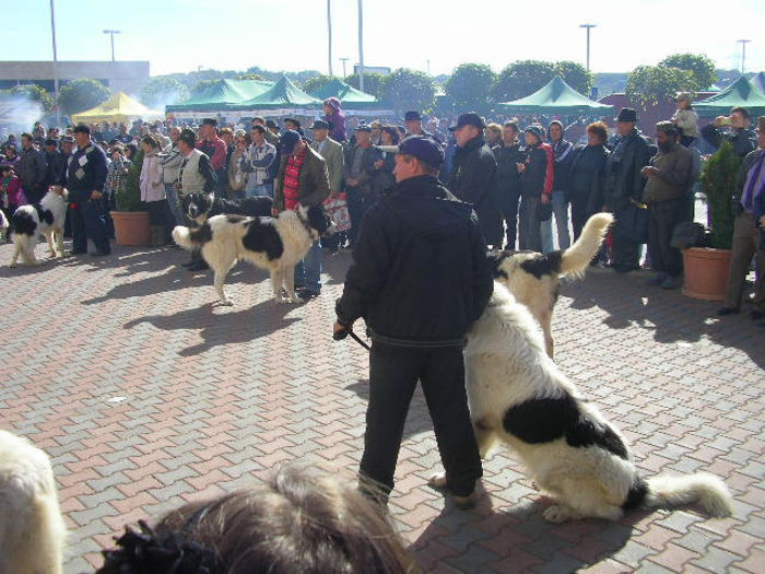 SANY1102 - Expozitie 6-10-13 mall suceava