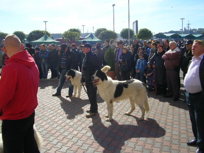 SANY1103 - Expozitie 6-10-13 mall suceava