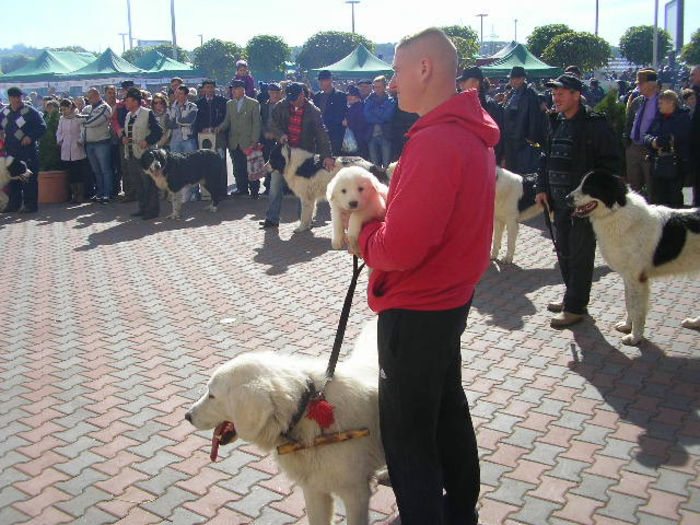 SANY1104 - Expozitie 6-10-13 mall suceava