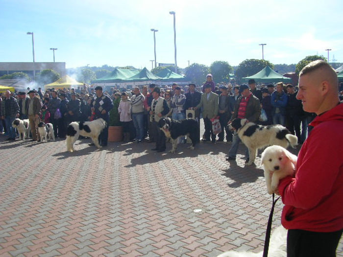 SANY1105 - Expozitie 6-10-13 mall suceava