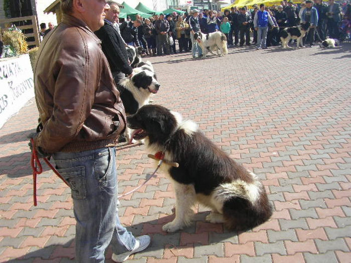 SANY1106 - Expozitie 6-10-13 mall suceava