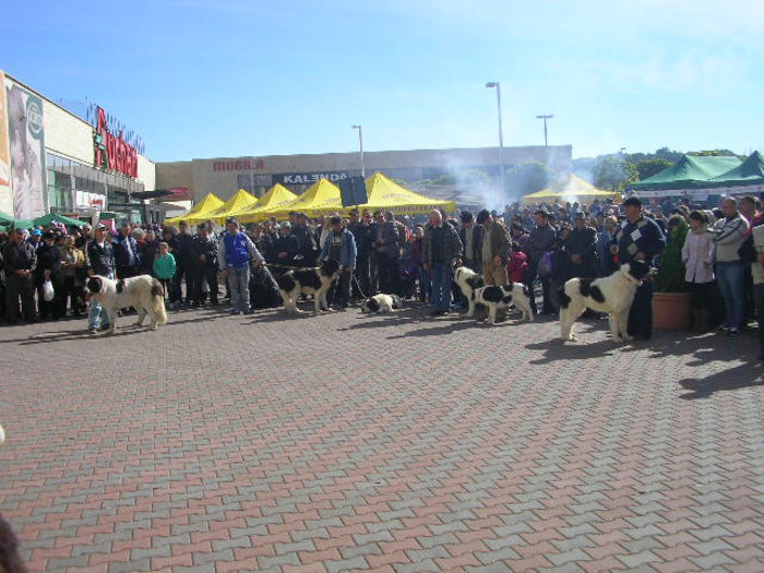SANY1107 - Expozitie 6-10-13 mall suceava