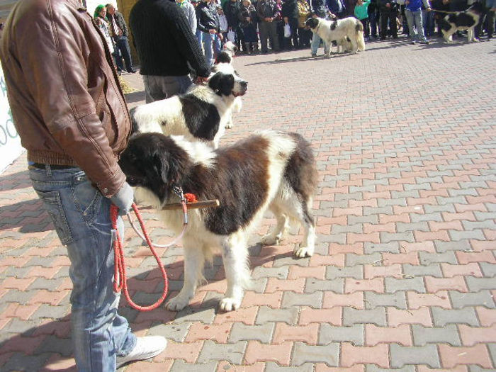 SANY1108 - Expozitie 6-10-13 mall suceava