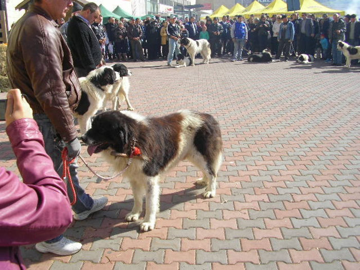 SANY1113 - Expozitie 6-10-13 mall suceava