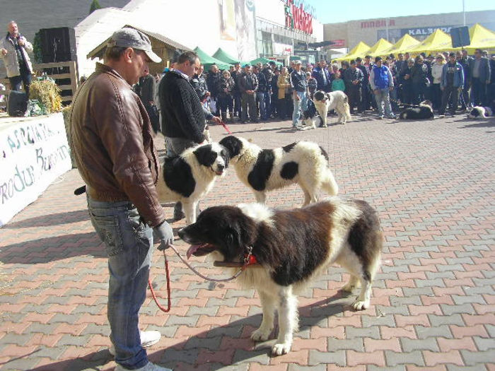 SANY1114 - Expozitie 6-10-13 mall suceava