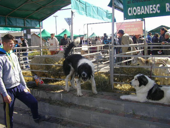 SANY1123 - Expozitie 6-10-13 mall suceava