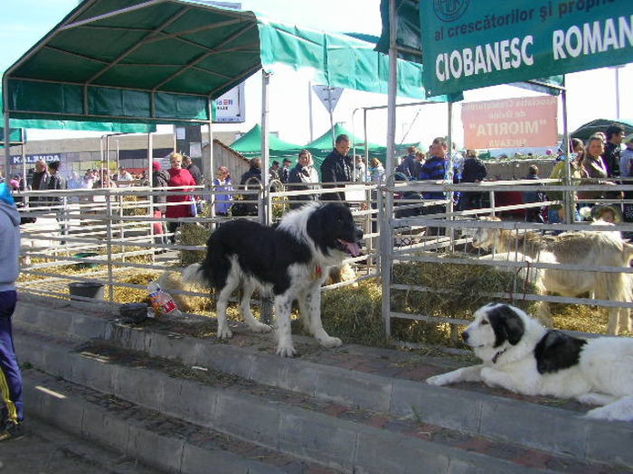 LEO  DE DOROTEIA; unchiul lui mures
