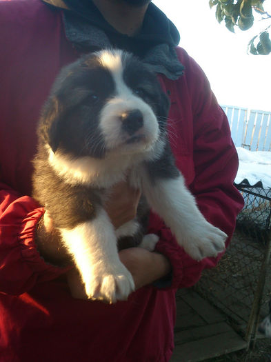 5 saptamani; la 5 saptamani
