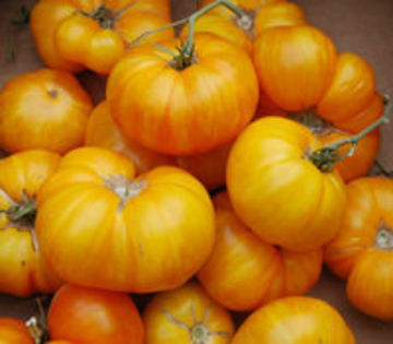 big_yellow_zebra_tomato; Mari,unele chiar uriase,gustoase,productie buna,galbene cu dungi portocalii.
