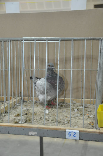 DSC_3103 - z-Expo Cerea-Verona 2013