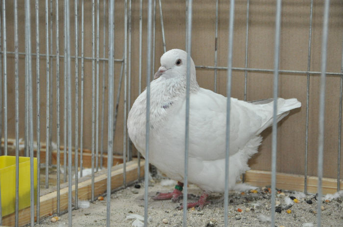 DSC_3105 - z-Expo Cerea-Verona 2013