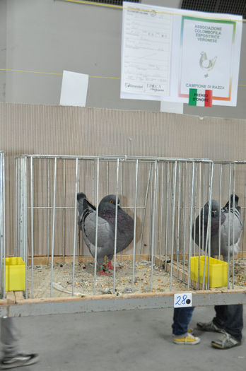 DSC_3113 - z-Expo Cerea-Verona 2013