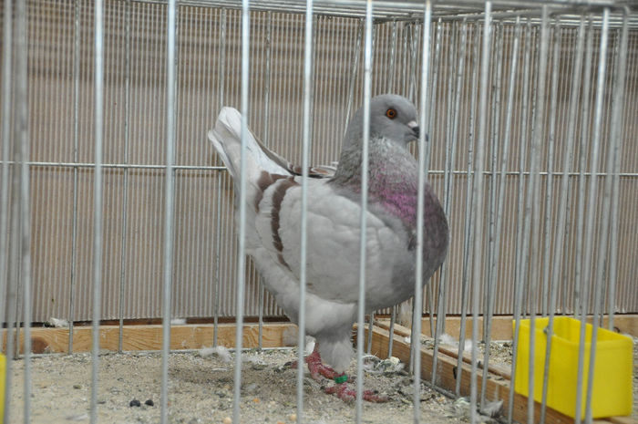 DSC_3114 - z-Expo Cerea-Verona 2013