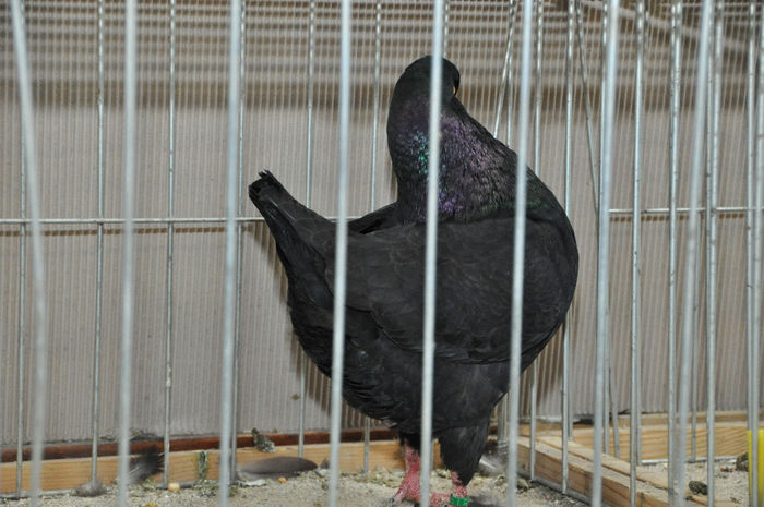 DSC_3116 - z-Expo Cerea-Verona 2013