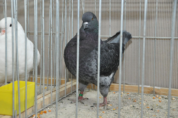 DSC_3118 - z-Expo Cerea-Verona 2013