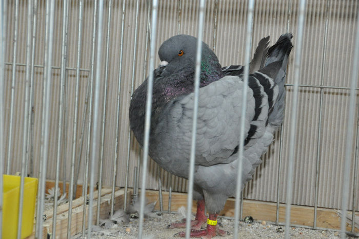 DSC_3120 - z-Expo Cerea-Verona 2013