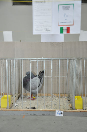 DSC_3121 - z-Expo Cerea-Verona 2013