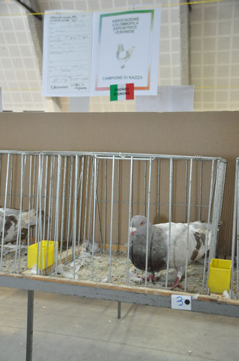 DSC_3123 - z-Expo Cerea-Verona 2013