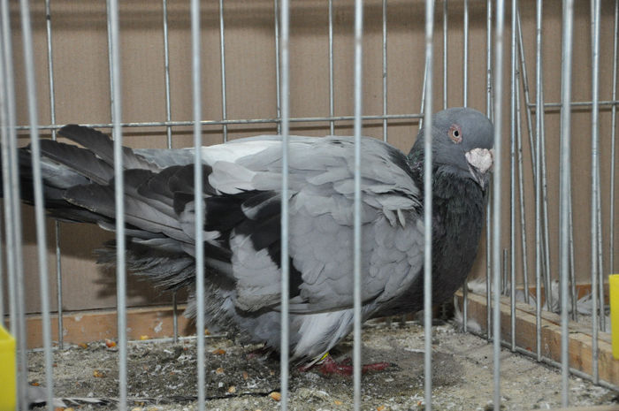 DSC_3126 - z-Expo Cerea-Verona 2013