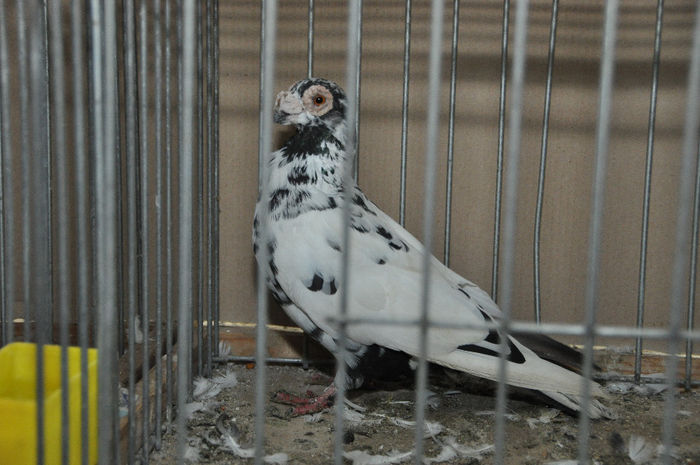 Carunculat de Oradea