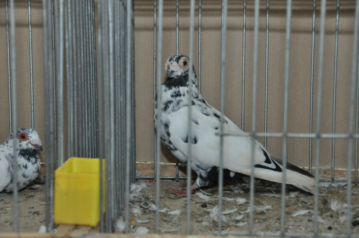 Carunculat de Oradea