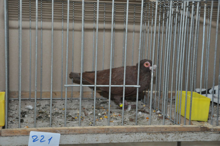 Carunculat de Oradea