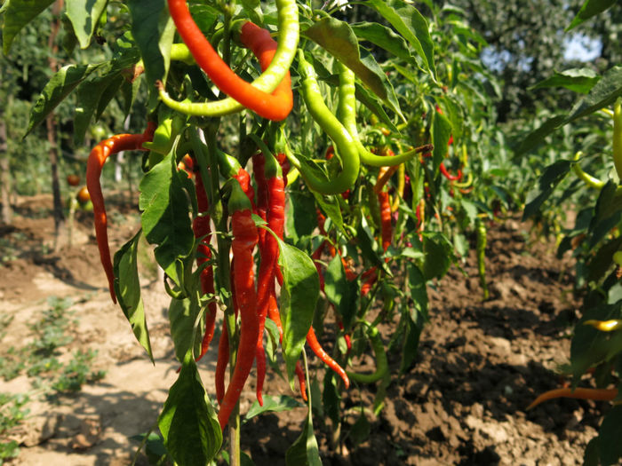 Garden Tour 1 047; Ardei iute bulgaresc.
