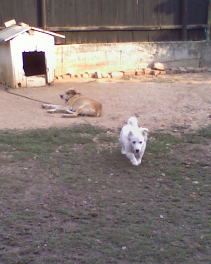 IMAGE_135; Max si Pufi
