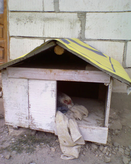 IMAGE_140; Cotetul lui Pufi, bun si pentru gaini
