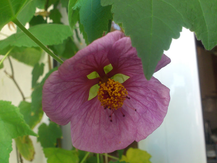 abutilon-2 lila