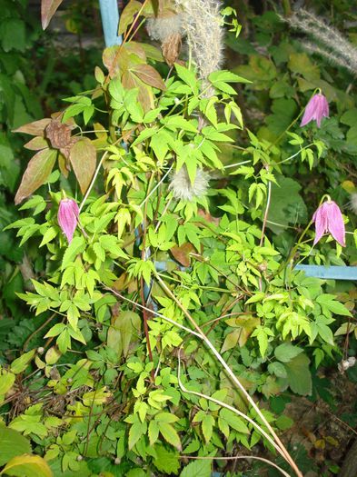 clematis, 6.10.2013